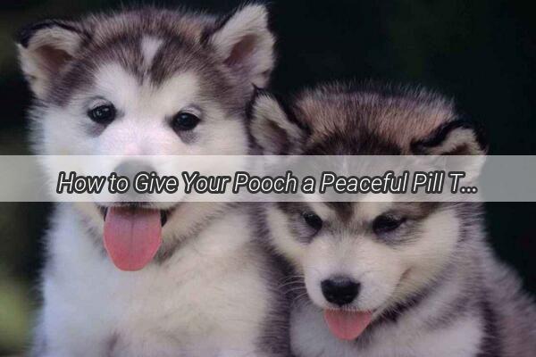 How to Give Your Pooch a Peaceful Pill The Ultimate Guide to Medication Administration for Dogs